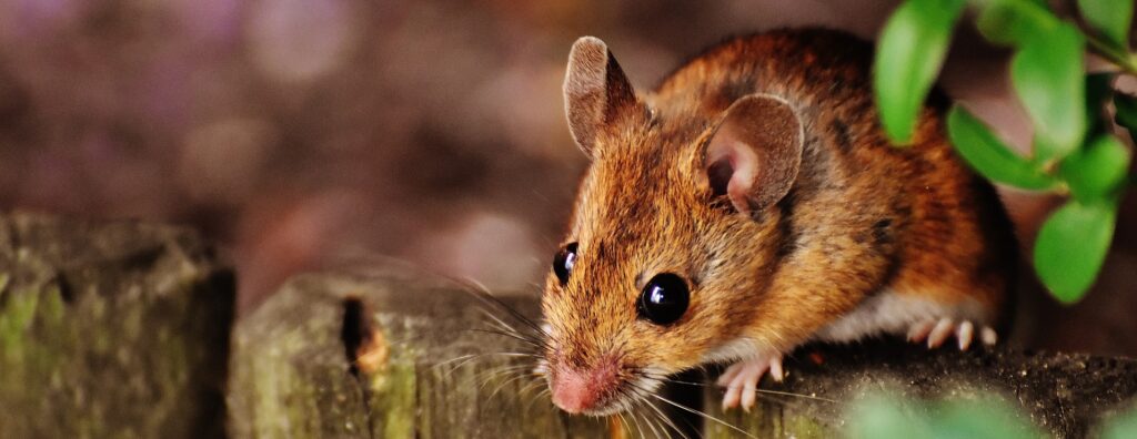 Lutte contre les rats, conseils en dératisation en Val d'Oise, 92 et Paris